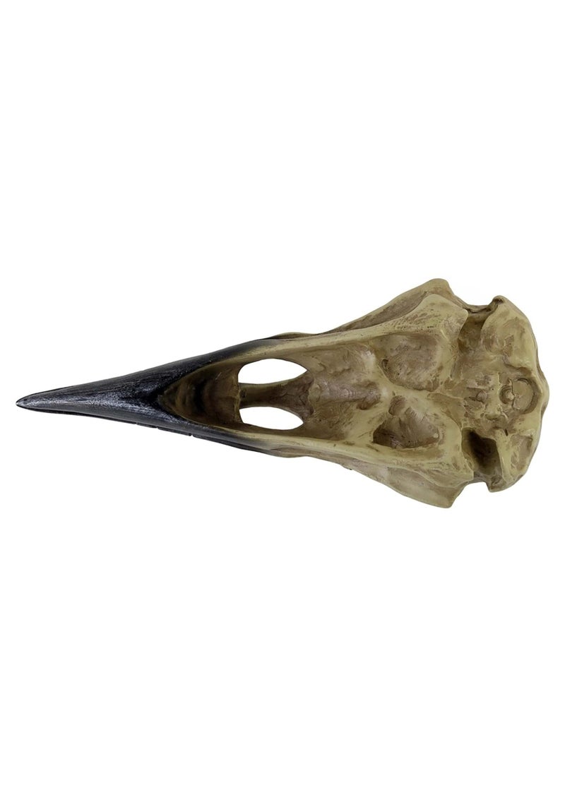 Alchemy Corvus Alchemica Raven Skull - Image 4